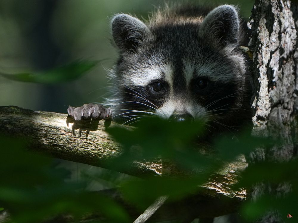  Raccoon