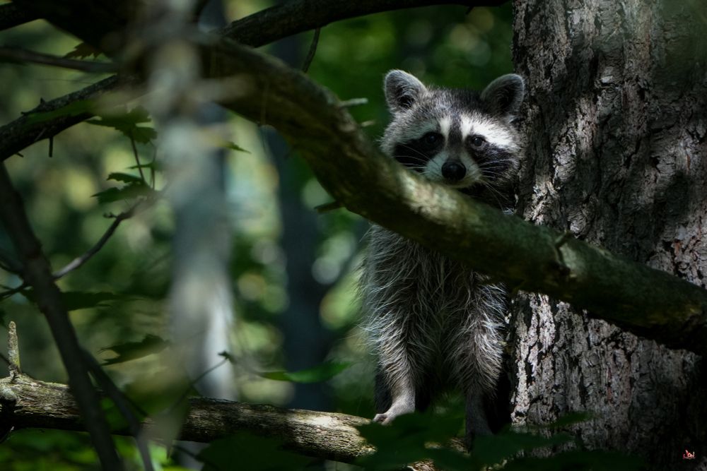 Raccoon