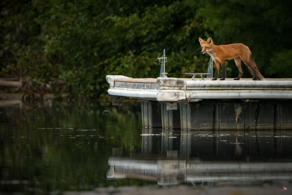 Fox