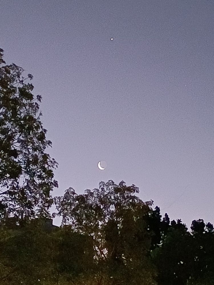 Waning moon and Mars in the sky above silhouetted treetops