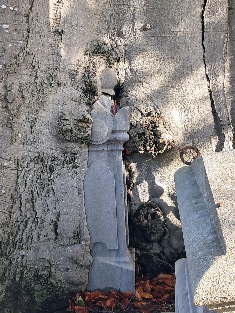Un pilier de pierre est incrusté dans un énorme tronc d'arbre qui semble "avaler" celui-ci. 

Cimetière de l'Est, Lille. 