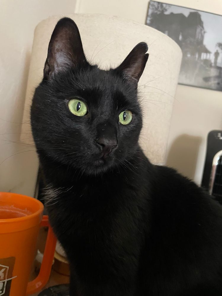 A handsome black cat with striking green eyes.
