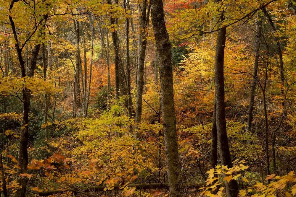 I took this while taking a fall drive along the Blue Ridge Parkway. The colors were extraordinary! It had been raining, so the colors were even more saturated.