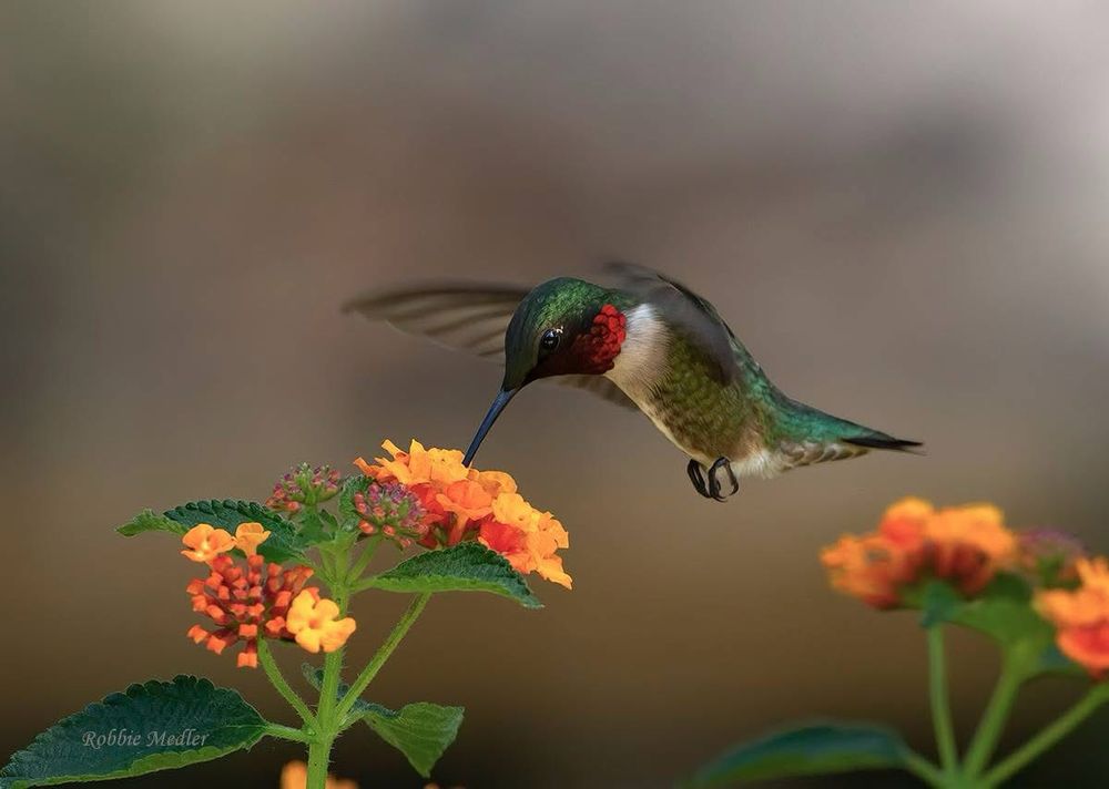 This is a male Ruby-throated hummingbird sips. He is sipping from a yellow-orange lantana blossom. You can tell he is a male by the beautiful red gorget around his neck.