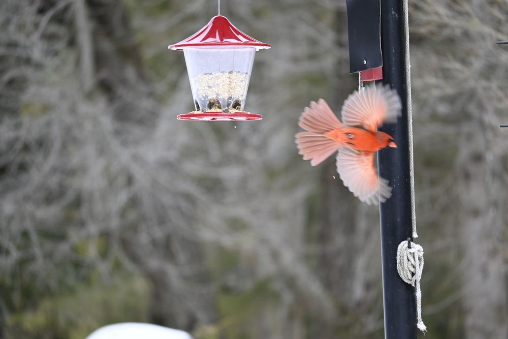 Cardinal in motion 