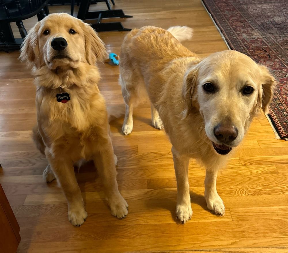 Two golden retrievers