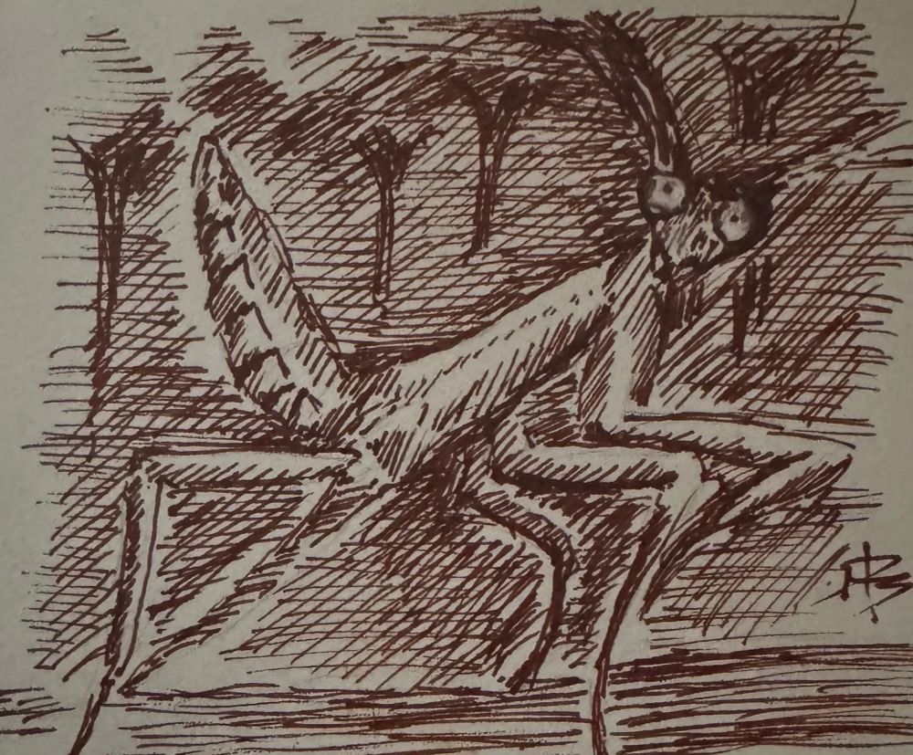 A pen and ink sketch of a praying mantis.