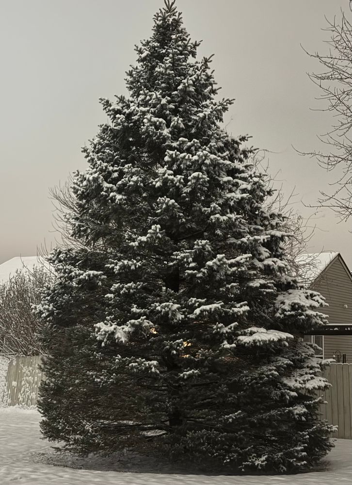 A large evergreen tree, blanketed with snow.
