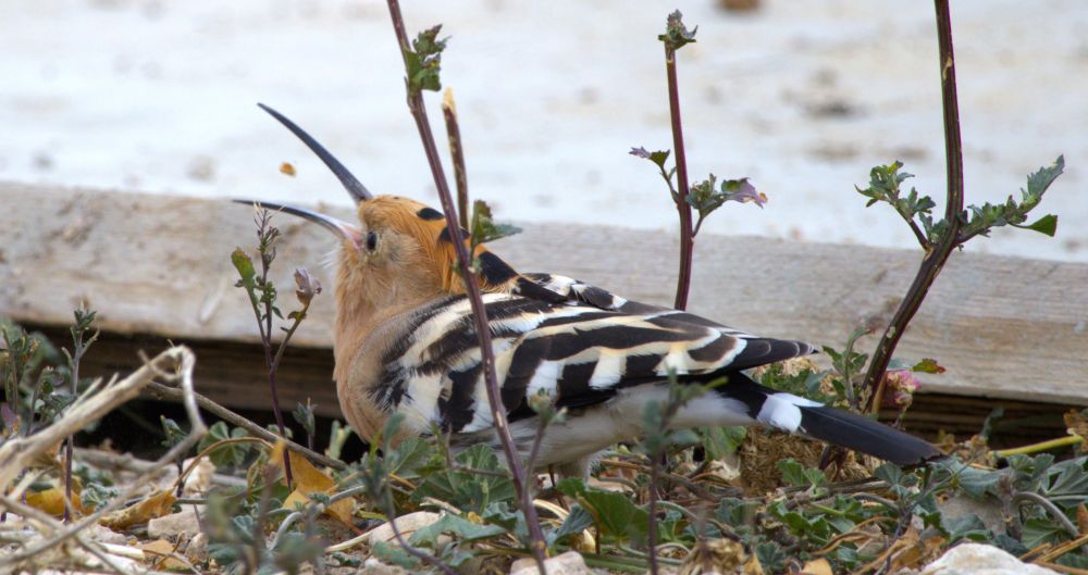 A hoopoe bird sits among some weeds and stones, with a wooden board behind it. The bird is has its beak wide open, looking slightly up, ready to close and catch the small blob of food it tossed into the air a fraction of a second earlier