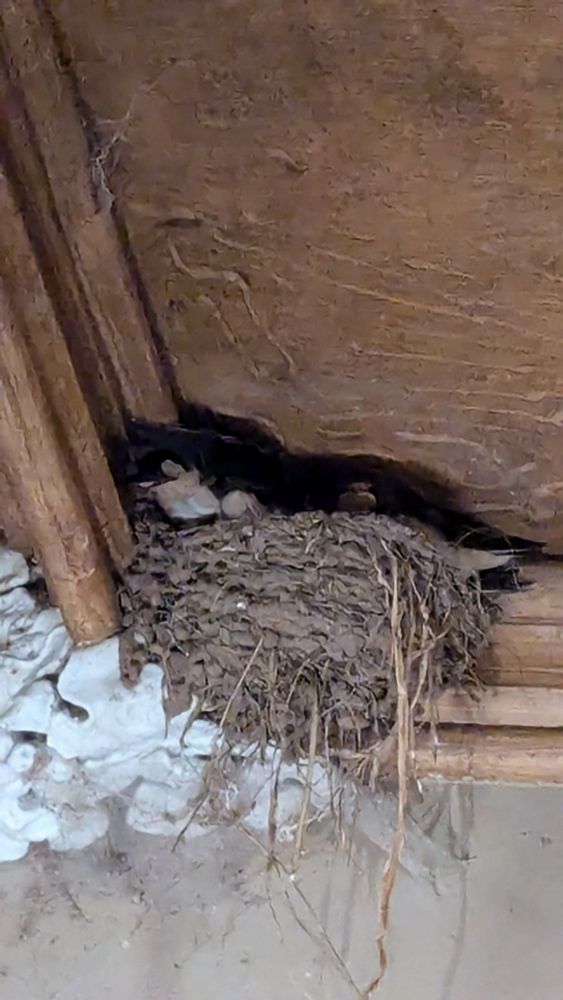 Swallows, mostly tails out, one yellow head with minny mouse eyes looking out