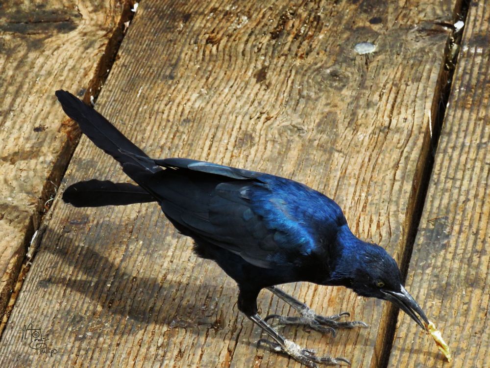 Crow eating a french-fry. California.

A Fish Crow maybe?

Photography by Maria Jones-Phillips. 