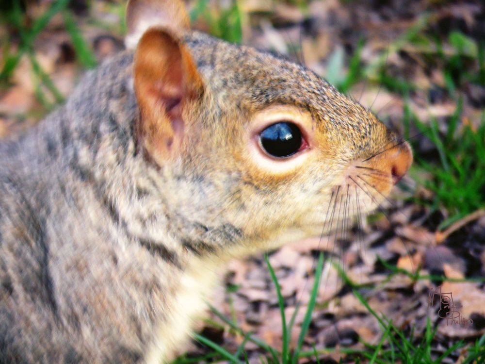 Blurry squirrel foraging for M&Ms or Nando's Pizza maybe - in DC I've seen such things!

Photography by Maria Jones-Phillips. 