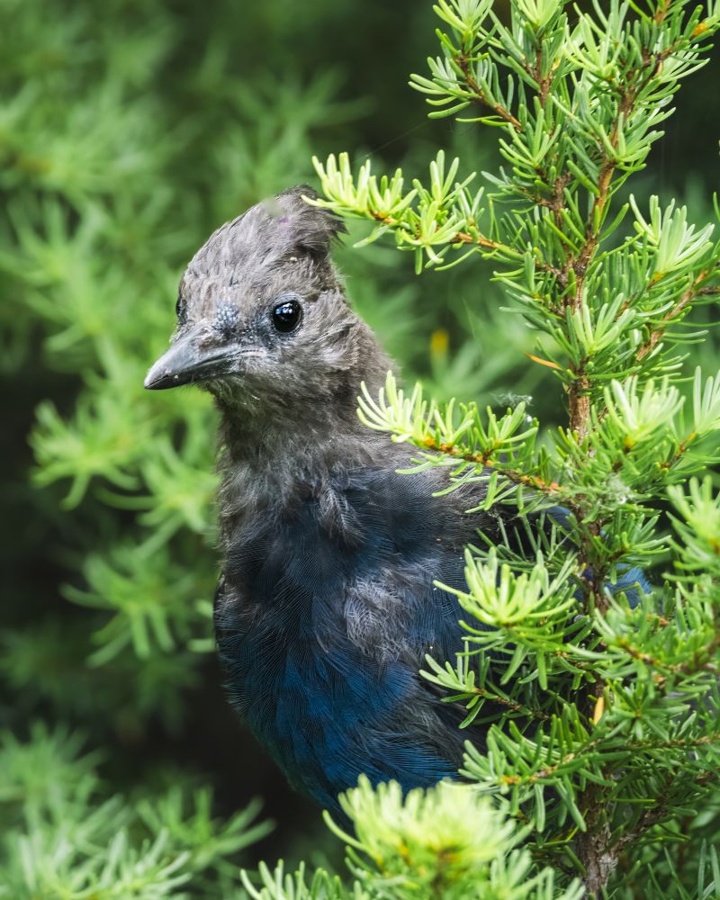 A juvenile stellar's jay perches in a nearby tree just before landing in our hands to feed on bird seed. 