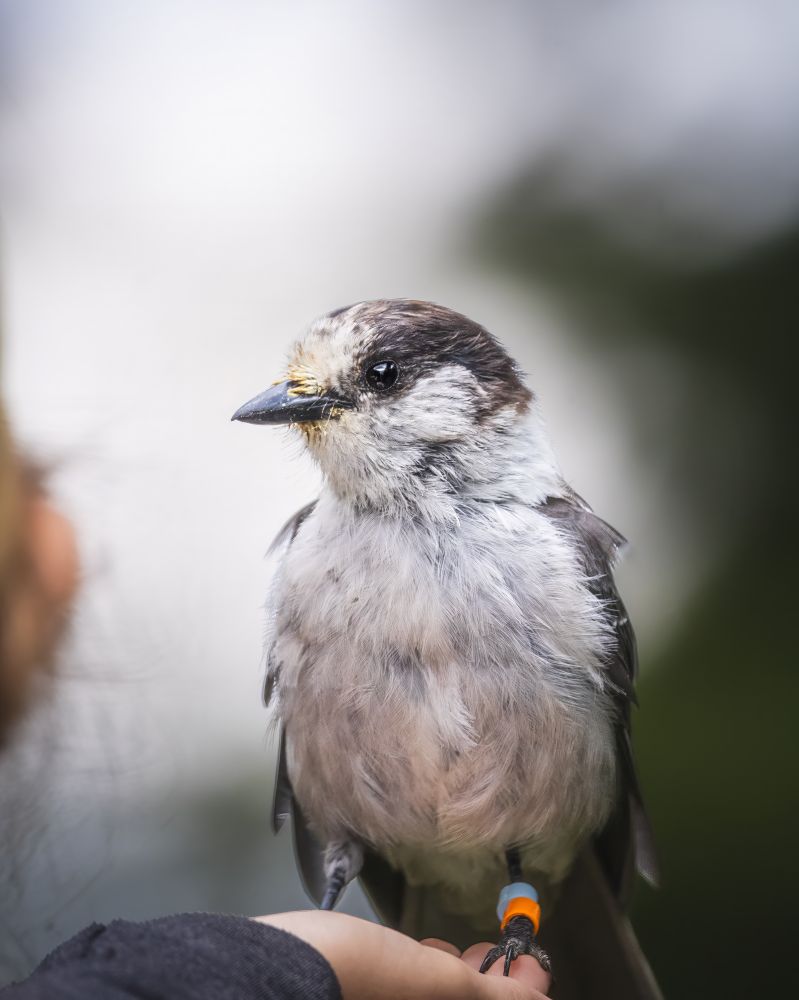 An adult whiskey jack perches on our hand while feeding on bird seed.