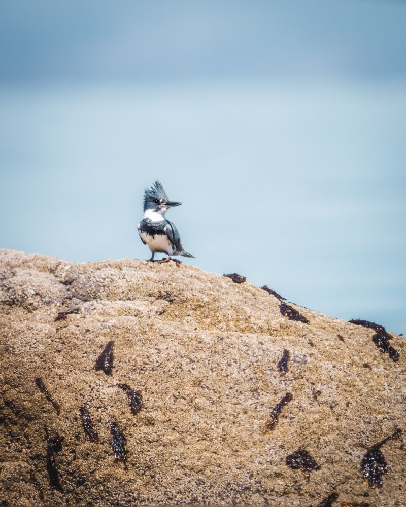 A male belted kingfisher rests on a barnacle covered rock on a warm, sunny day. 