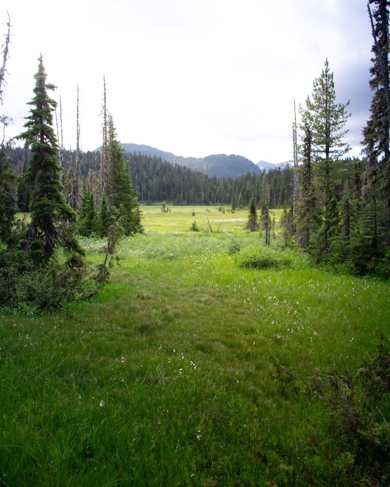 A view of the landscape of Paradise Meadows Loop Trail on Vancouver Island, BC. 
