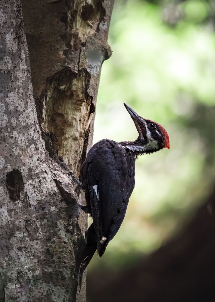 A family of pileated woodpeckers feed at a large tree on Vancouver Island.