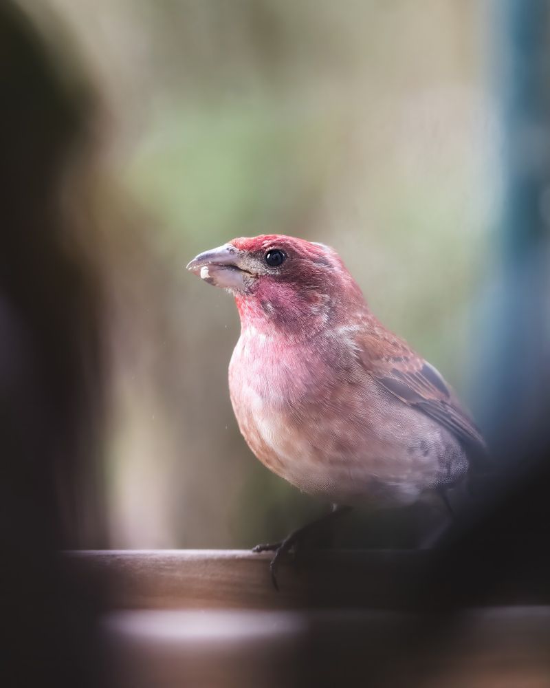 A purple finch feeds at a window platform bird feeder. 