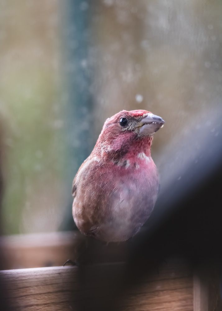 A purple finch feeds at a window platform bird feeder. 