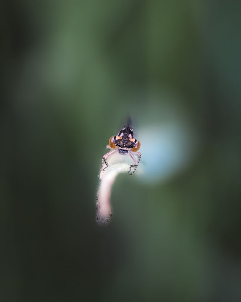 A damselfly perches along a tall blade of grass on Vancouver Island, BC.