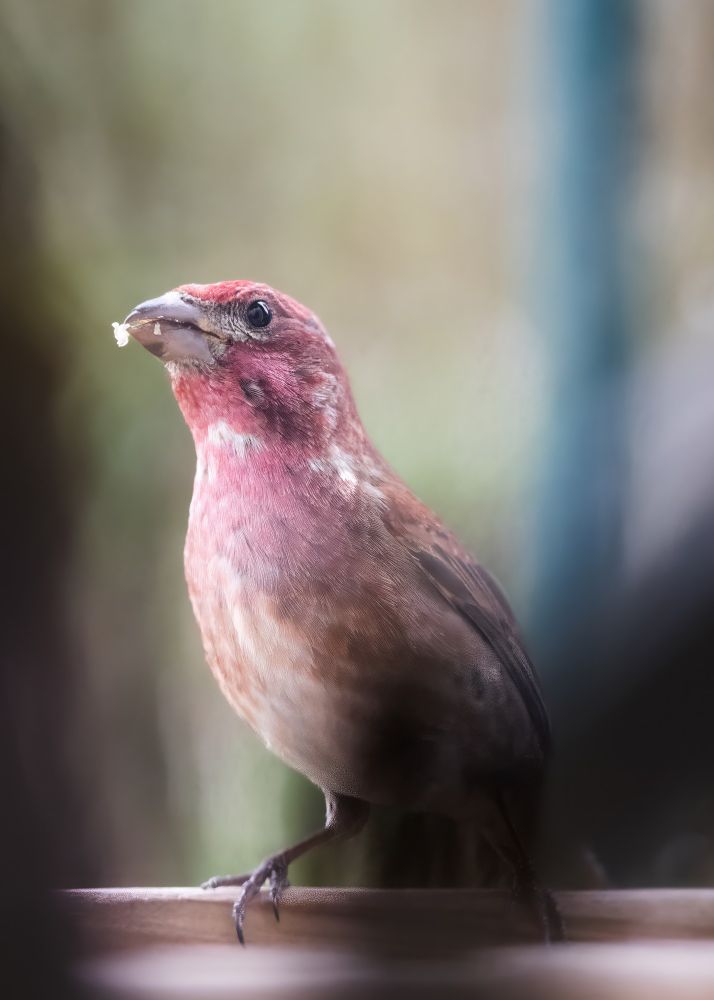 A purple finch feeds at a window platform bird feeder. 