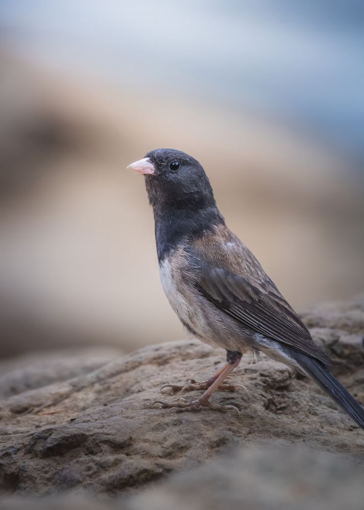 A dark eyed junco lands a few feet away from the shoreline of Battleship Lake in Strathcona Provincial Park, BC.