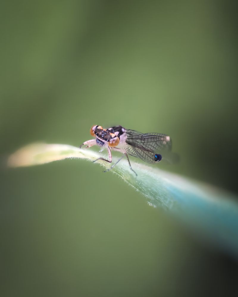 A damselfly perches along a tall blade of grass on Vancouver Island, BC.