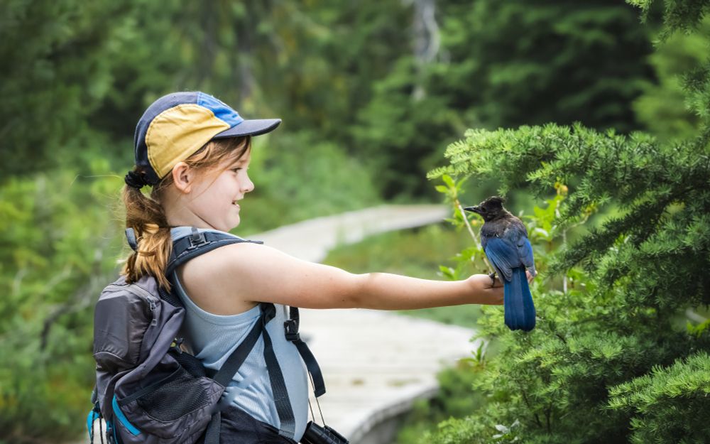 An adult stellar's jay perches on our hands, feeding on bird seed. 