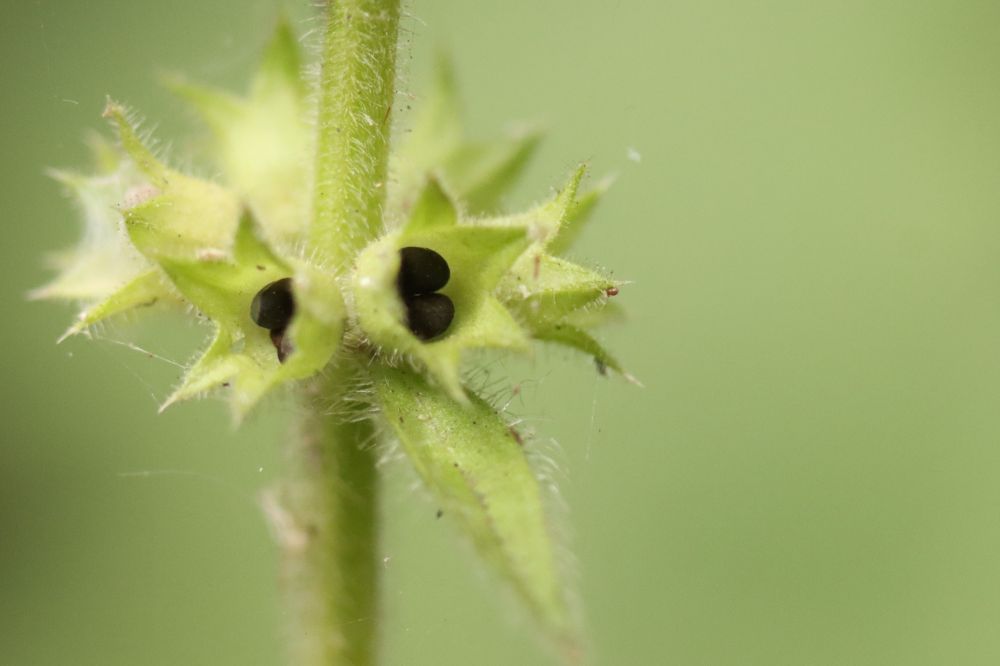 Hedge Woundwort (Stachys sylvatica) seeds in Long Wood.