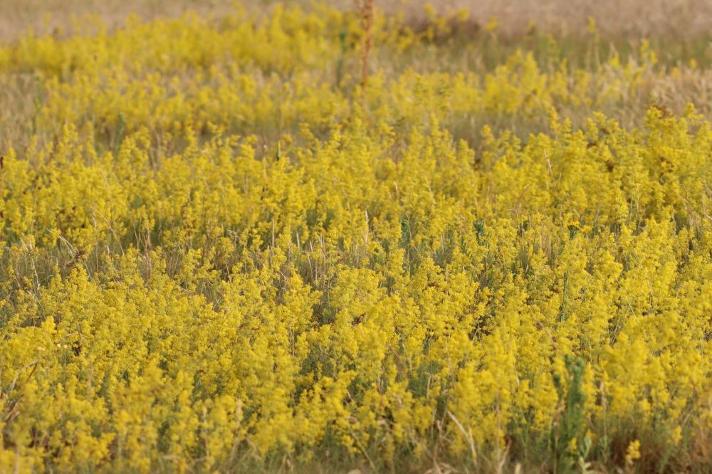 A massive of Lady's Bedstraw at Warren Farm.