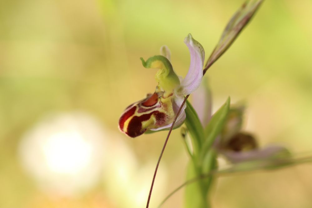 Bee Orchids. Warren Farm, west London. 14/06/25