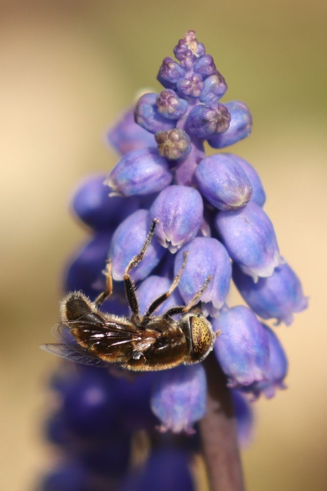 Eristalinus aeneus 16/03/24