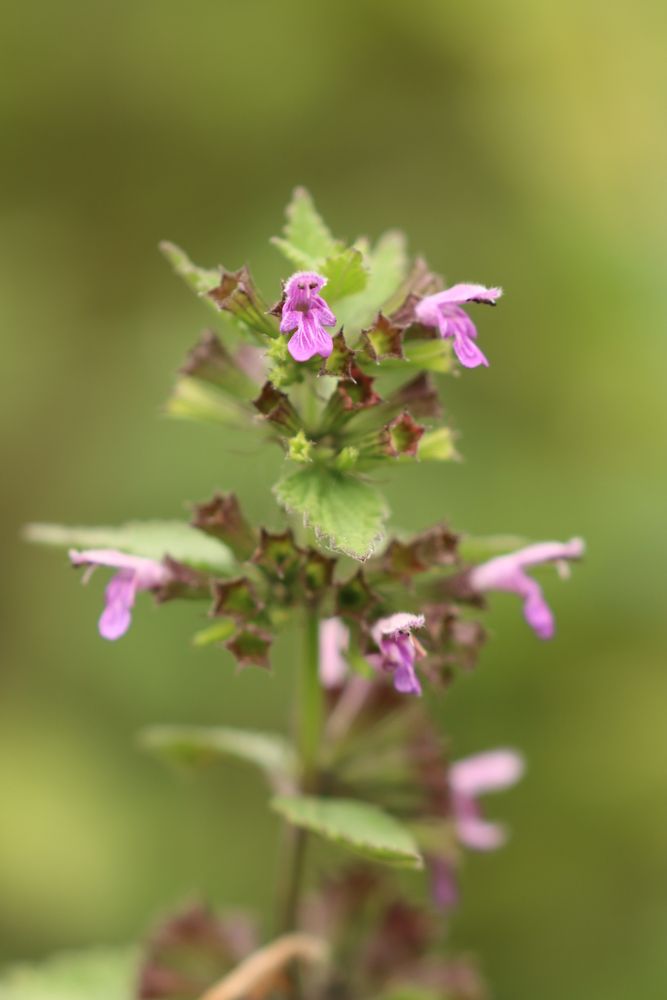 Ballota nigra in Long Wood