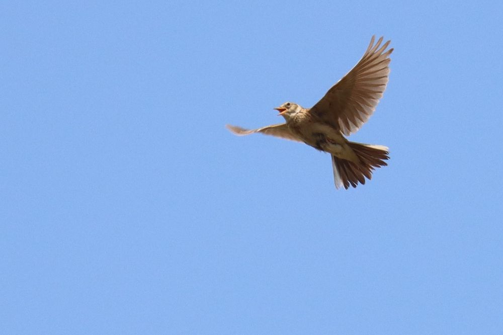 A Warren Farm Skylark beginning its ascent into a clear blue sky