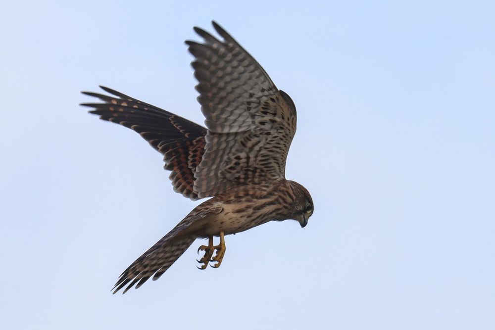 One of the four kestrels hovering