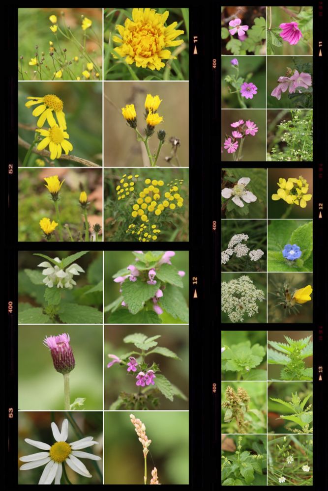 Montage of flowers photographed on 16/11/25 around Warren Farm, Trumper's Field and Fitzherbert Walk in Hanwell, west London.