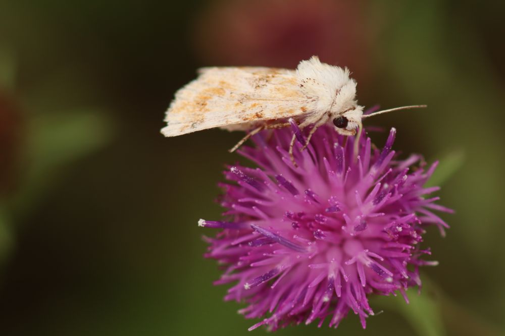 Dusky Sallow (Eremobia ochroleuca) on Common Knapweed (Centaurea nigra) at Warren Farm, west London.