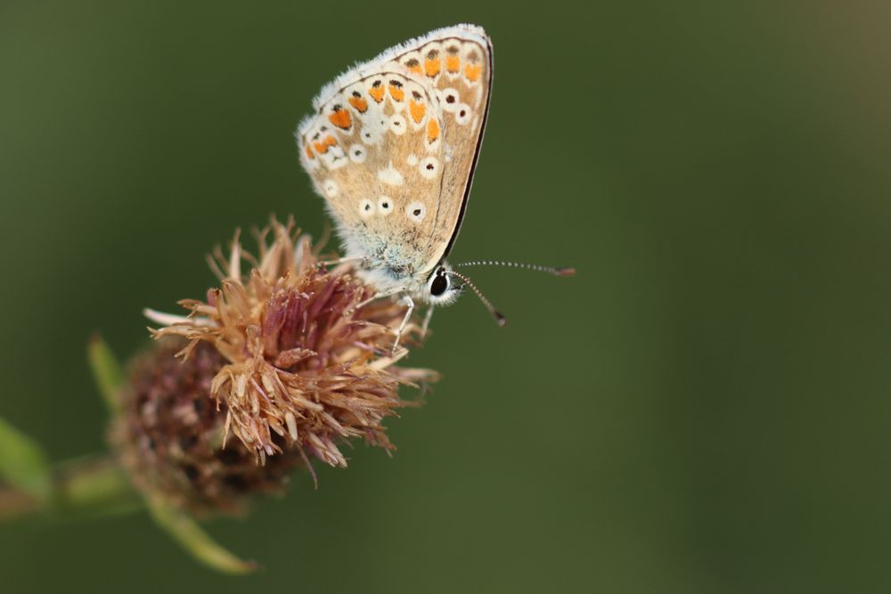 Brown Argus (Aricia agestis), a bit late for this Common Knapweed.