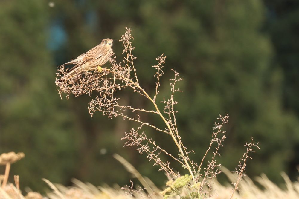 One of the group of four perched on a tall plant in the Warren Farm meadow