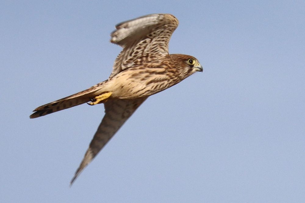 Kestrel in flight