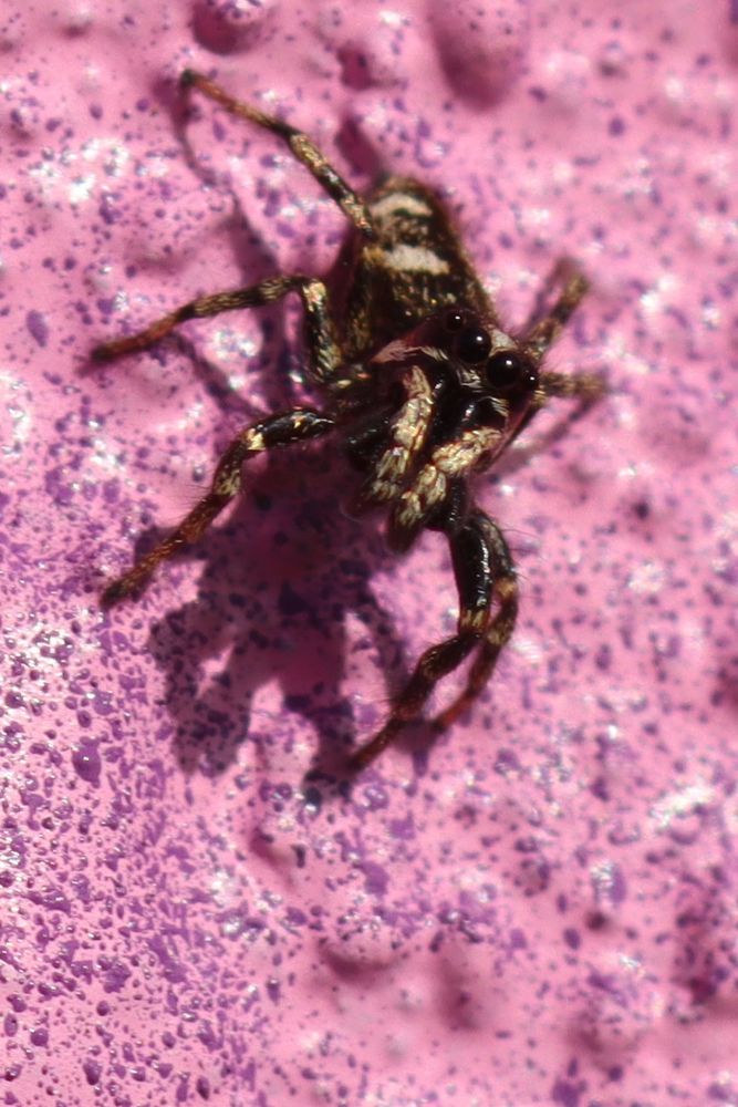 Salticus jumping spider (probably a Zebra Spider) on a graffitied wall in west London.