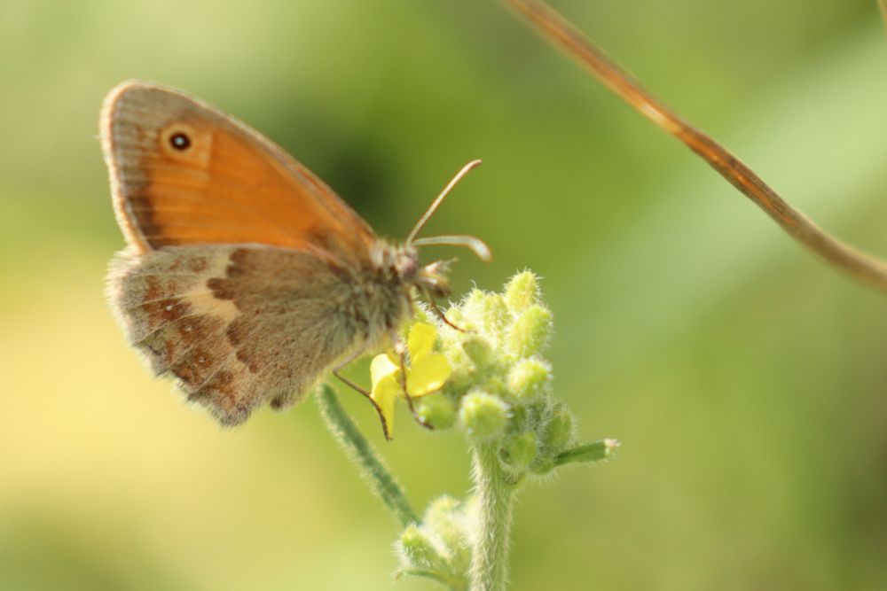 Small Heath (Coenonympha pamphilus) on Hoary Mustard