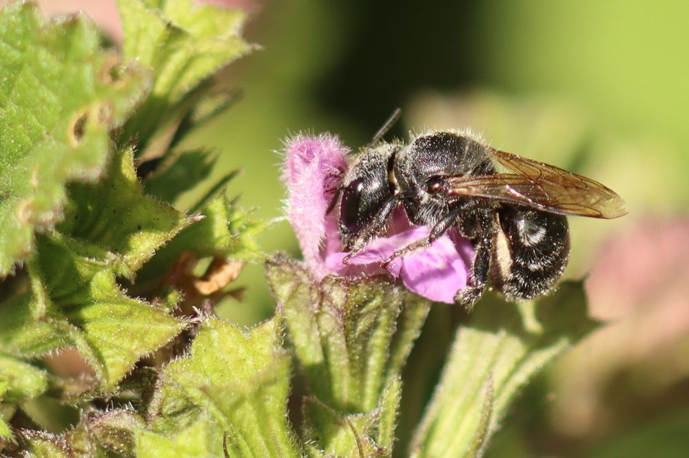 Blue Mason Bee (Osmia caerulescens - I think) on Black Horehound.