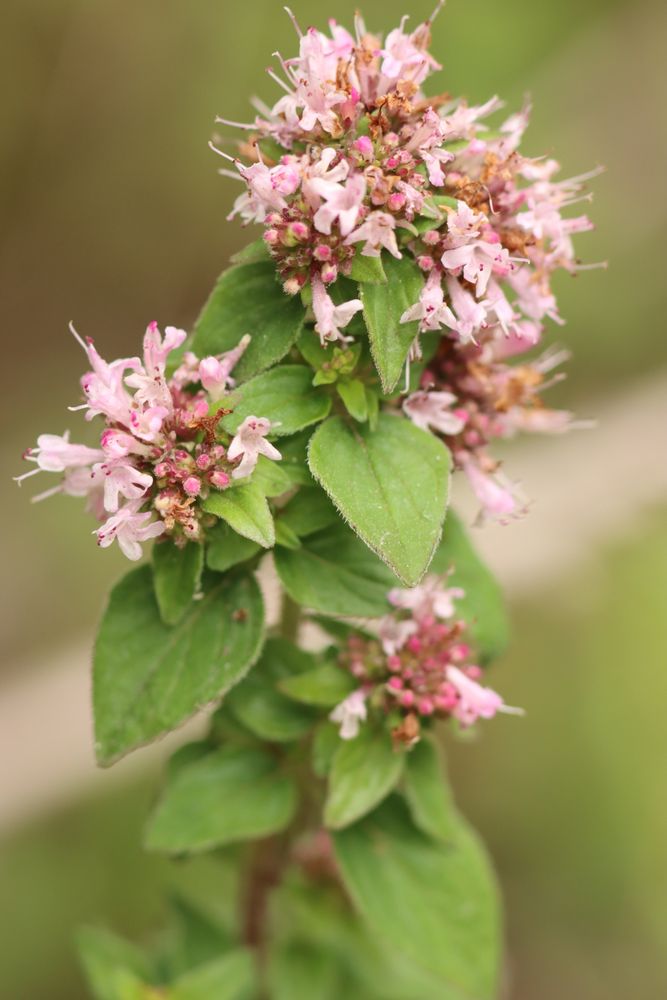 Wild Marjoram (Origanum vulgare) at Warren Farm