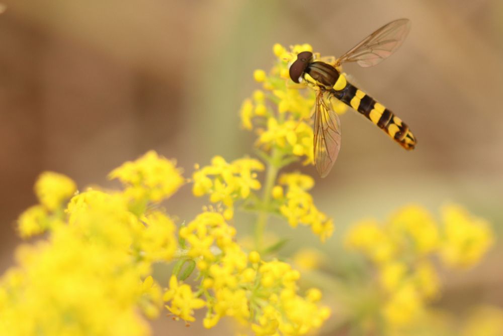 A male Sphaerophoria scripta hoverfly on Lady's Bedstraw.