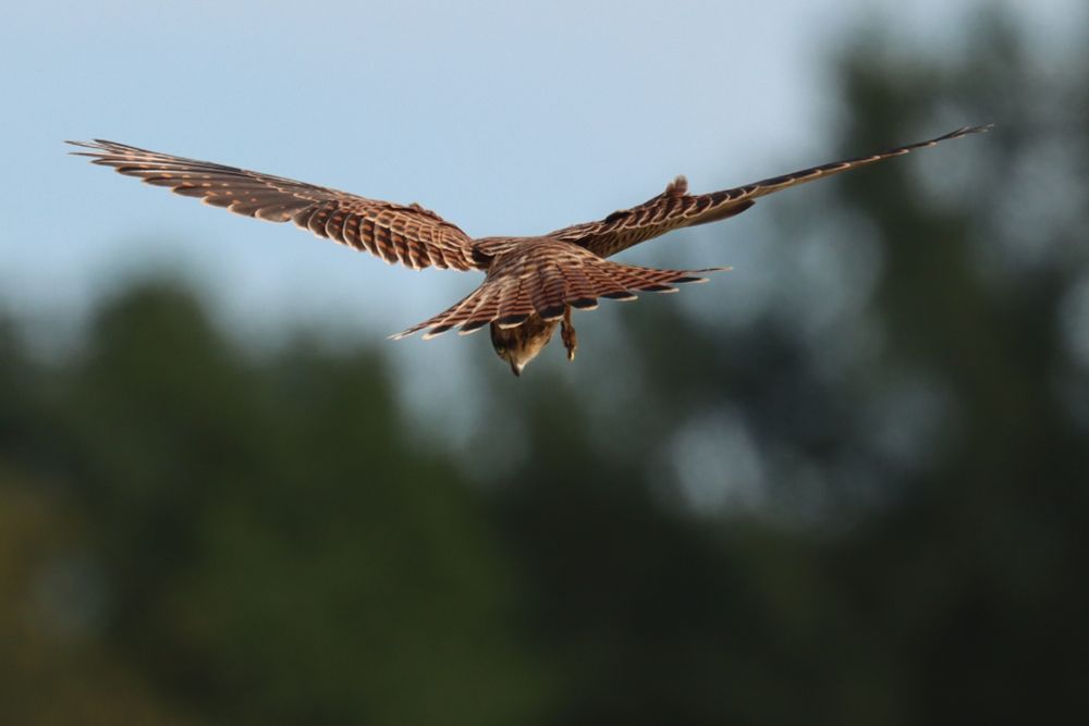 A kestrel looking out for prey