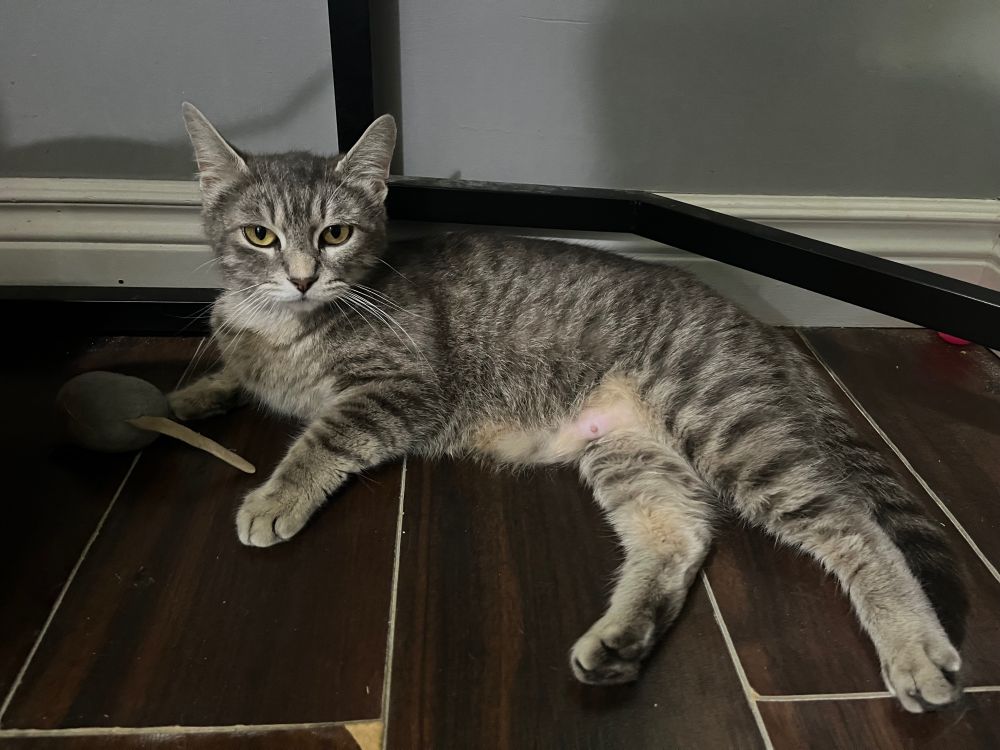 Momma cat, grey tabby