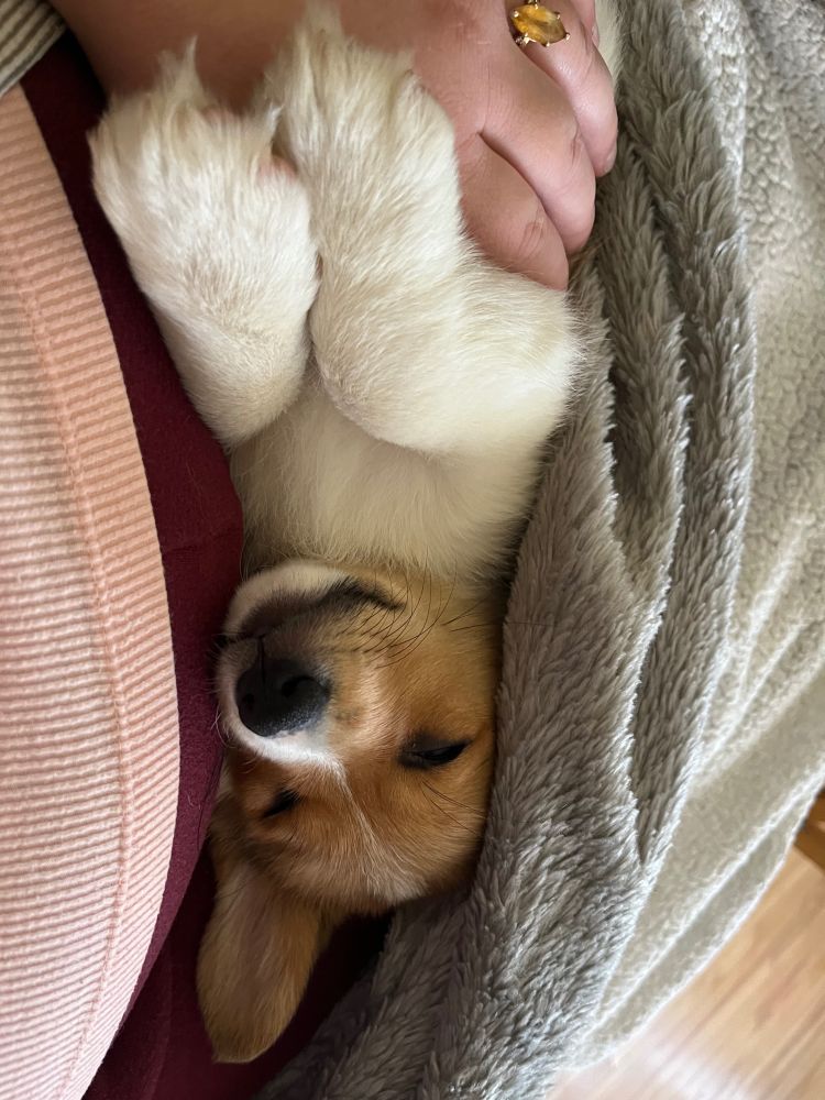 Tofu asleep in my wife’s lap.