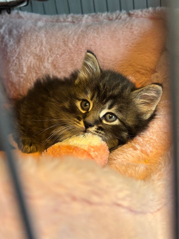The dark grey tabby looking adorable