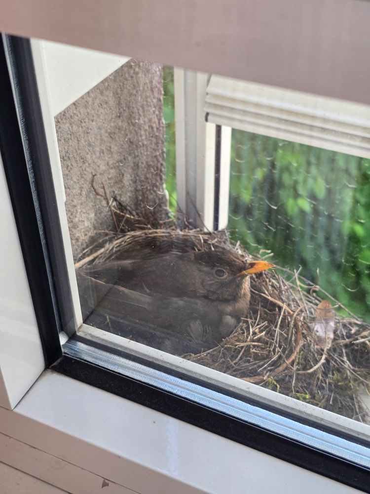Brütende Amsel auf dem Fensterbrett